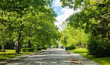 A street lined with trees