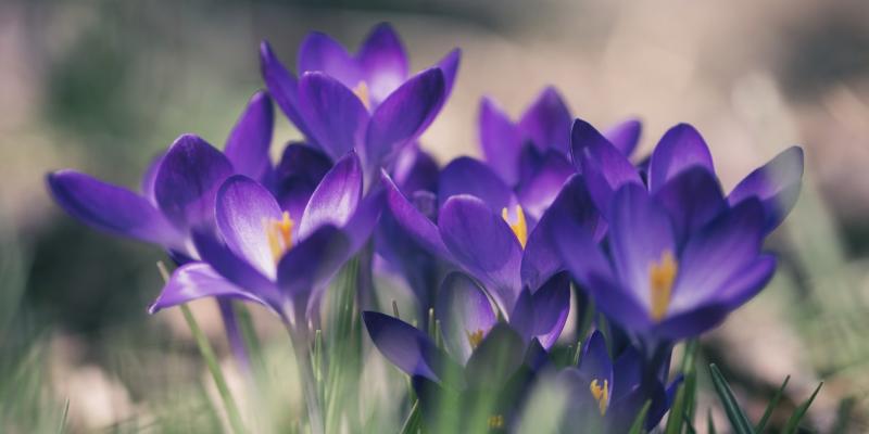 Purple flowers in grass 