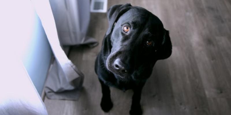 a black dog looking confused inside a home